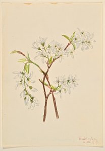 Amélanchier (Amelianchier oblongifolia)