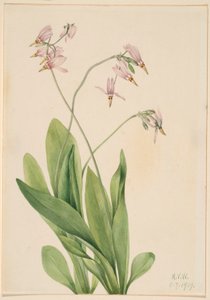 Étoile filante (Dodecatheon meadia) - Mary Vaux Walcott