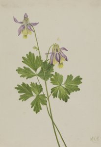 Ancolie à éperon court Aquilegia brevistyla - Mary Vaux Walcott