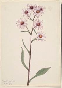 Aster conspicuus (Aster conspicuus) - Mary Vaux Walcott