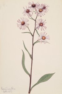 Aster voyant Aster conspicuus - Mary Vaux Walcott