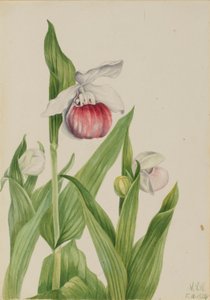Cypripède royal (Cypripedium reginae)