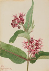 Asclépiade spécieuse Asclepias speciosa, 1923