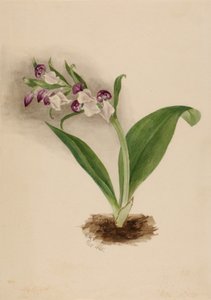 Orchidées spectaculaires Orchis spectabilis