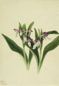 Orchis spectabulaire (Orchis spectabilis) - Mary Vaux Walcott