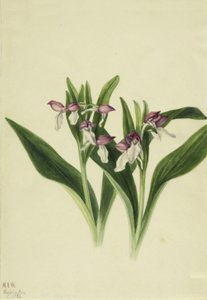 Orchis spectabilis, 1926 - Mary Vaux Walcott