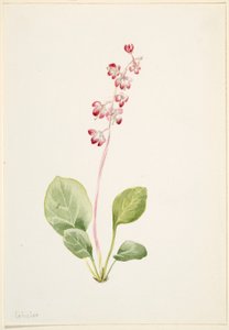 Pyrola asarifolia (Pyrola asarifolia)