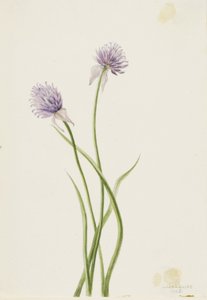 Oignon de Sibérie (Allium sibericum) - Mary Vaux Walcott