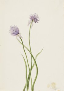 Oignon de Sibérie Allium sibericum, 1903 - Mary Vaux Walcott