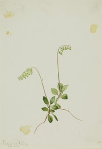 Pyrola (Pyrola secunda)
