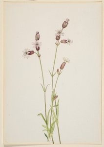 Silene multicaulis