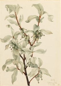 Myrtille (Elaeagnus commutata) - Mary Vaux Walcott