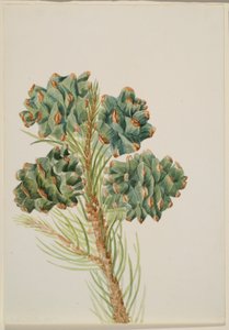 Pin à une feuille (Pinus monophylla) - Mary Vaux Walcott