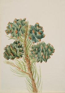Pin à une seule feuille Pinus monophylla, vers 1930