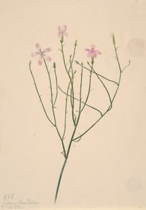 Fleur squelette Lygodesmia juncea, 1923
