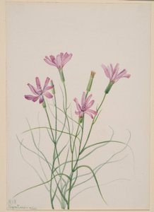 Herbe aux squelettes (Lygodesmia grandiflora)
