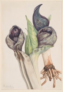 Chou mouffette (Spathyema foetida) - Mary Vaux Walcott