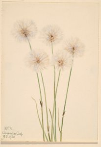 Slender Cotton-Grass (Eriophorum chamissonis) - Mary Vaux Walcott