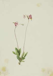 Dodécatheon pauciflorum (Dodecatheon pauciflorum)