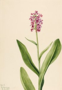 Petite orchidée frangée violette