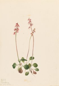 Pyrola mineur (Pyrola minor)