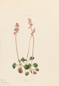 Petite Pyrola Pyrola minor, 1922 - Mary Vaux Walcott