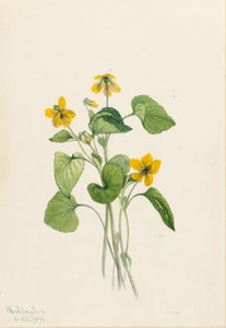 Violette jaune lisse (Viola eriocarpa)