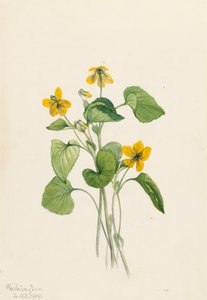 Violette jaune lisse Viola eriocarpa, 1919