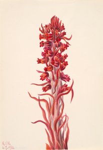 Plante des neiges Sarcodes sanguinea