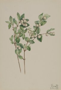Myrtille (Symphoricarpos albus)