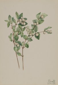 Symphorine, 1918