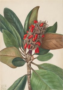 Magnolia du Sud Magnolia grandiflora, 1923
