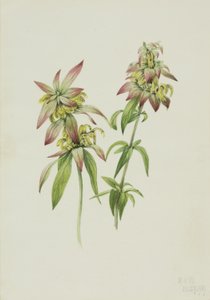 Monarde ponctuée (Monarda punctata) - Mary Vaux Walcott