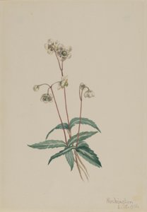 Pipsissewa tacheté (Chimaphila maculata)