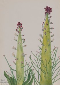 Chou-Indienne Caulanthus inflatus, 1935
