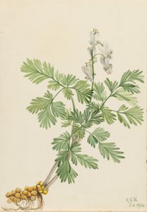 Maïs écureuil (Bikukulla canadensis) - Mary Vaux Walcott