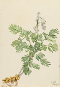 Squirrel Corn Bikukulla canadensis, 1920 - Mary Vaux Walcott