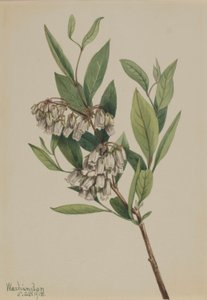 Pieris mariana (Pieris mariana)