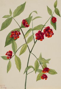 Buisson de fraises - Cœurs éclatants d