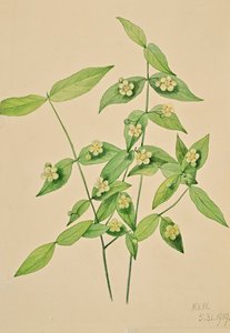Fusain Euonymus americanus, 1919