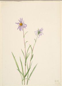 Aster des marais (Aster paludosus) - Mary Vaux Walcott