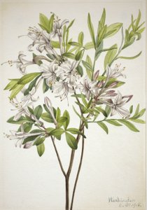 Azalée des marais (Azalea viscosa) - Mary Vaux Walcott