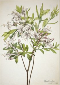 Azalée des marais, 1918 - Mary Vaux Walcott