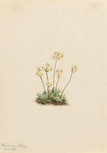 Douce Androsace Androsace carinata, 1916