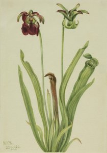 Sarracénie rouge, 1920