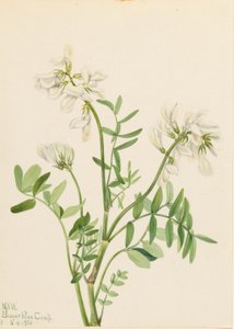 Mélilot (Hedysarum mackenzii)