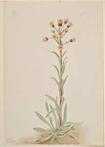 Vergerette (Erigeron acris) - Mary Vaux Walcott