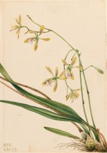 Epidendron de Tampa (Epidendrum tampense) - Mary Vaux Walcott