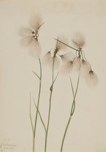 Laîche à épis, 1920 - Mary Vaux Walcott