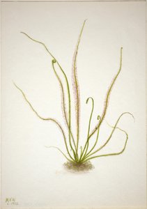 Droséra à feuilles larges (Drosera rotundifolia)